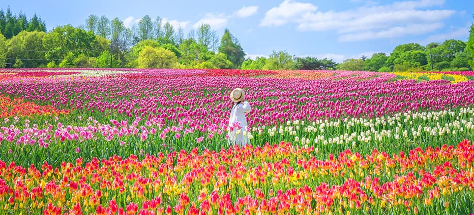 四國米其林景點~宮島海上大鳥居．倉敷美觀地區．世羅花卉公園．金刀比羅宮．雲邊盪鞦韆五日
