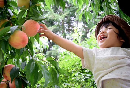 仲夏四國~蜜桃採果樂.鳴門漩渦.倉敷美觀.阿波舞會館.向日葵花海五日