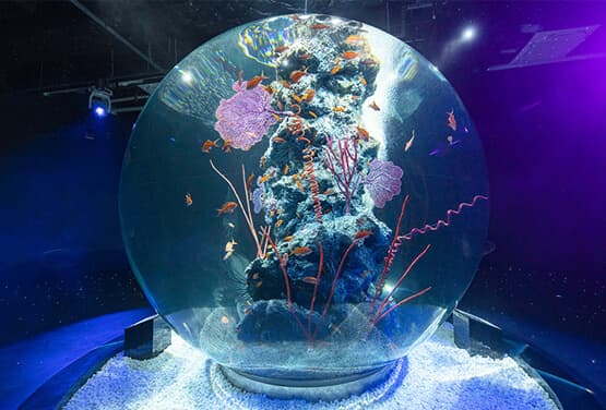 關西親子遊~日本環球影城. 神戶átoa 水族館.古都清水寺.祇園微醺夜五日