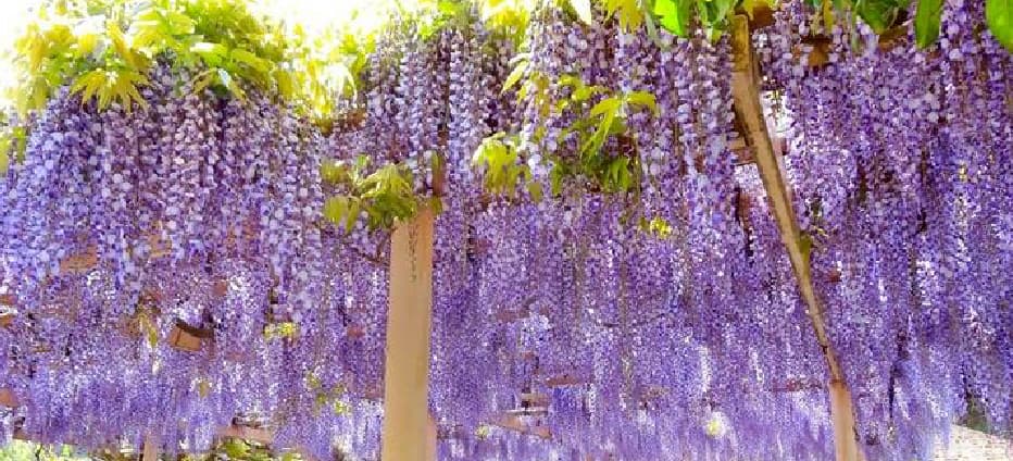 東北紫藤花物語~銀山溫泉.大內宿.津若松城.長井線列車.松島五大堂五日