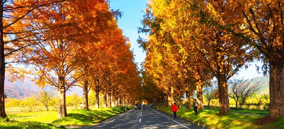 關西楓紅物語~鐵道賞楓絕景‧璀璨林蔭大道‧永觀堂‧貴船神社‧水上鳥居五日